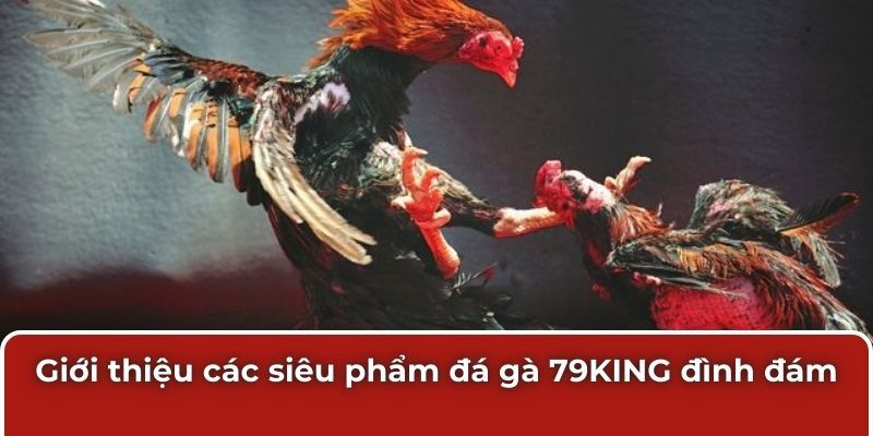 Giới thiệu các siêu phẩm đá gà 79KING đình đám